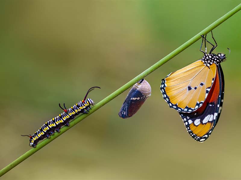 Lifecycle of the butterfly